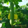 smooth-luffa-f1-tu-hoa - ảnh nhỏ 2