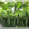 snake-luffa-f1-glory-01 - ảnh nhỏ  1