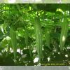 snake-luffa-f1-glory-01 - ảnh nhỏ 2