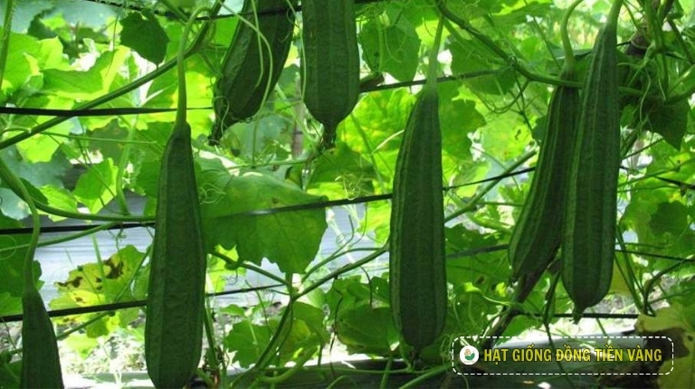 PLANTING GUIDE OF F1 RIDGE LUFFA SEEDS – UY LONG