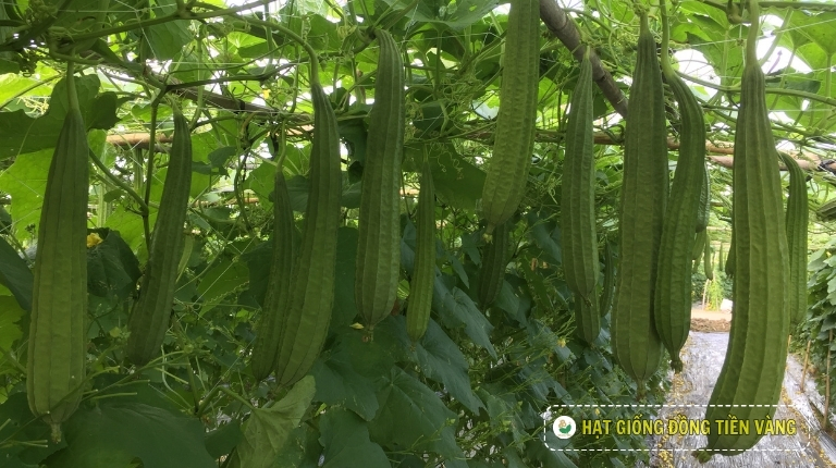 PLANTING GUIDE OF F1 RIDGE LUFFA SEEDS – ADAPTATION 12